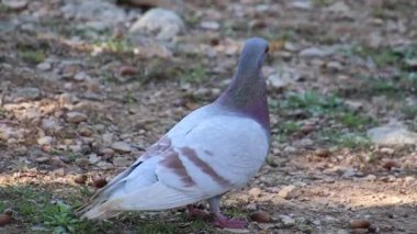 Güvercin yerde, yakın plan.
