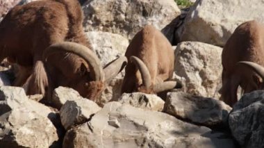 Barbar koyun sürüsü yiyor.