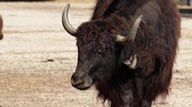 Bir öküzün portresi, yakın plan.