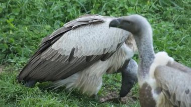 İki Afrikalı akbaba et yiyor.