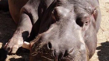 Suaygırı kumda yatıyor.