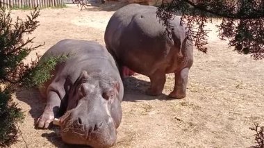 Suaygırı kumda yatıyor.