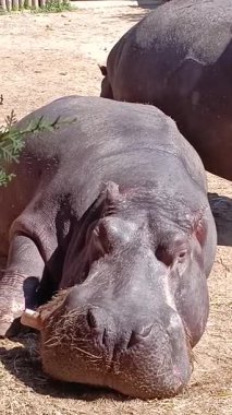 Suaygırı kumda yatıyor.