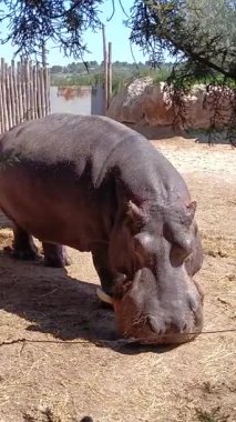 Su aygırı, yakın plan, parkta.