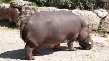 Su aygırları bir su birikintisine doğru hareket ediyor.