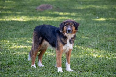 Köpek parktaki kameraya bakıyor.