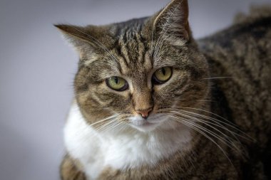 Bir tekir kedinin portresi, yakın plan.