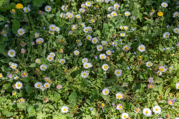 Papatyaların arkaplanı, üst görünüm