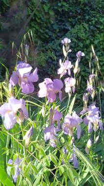 Birkaç mor süsen, yakın plan, bir bahçede.