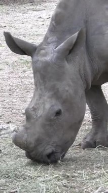 Bir gergedan yiyor, yakın plan.