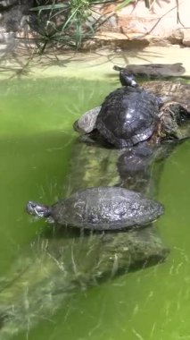 Gölette birkaç su kaplumbağası.