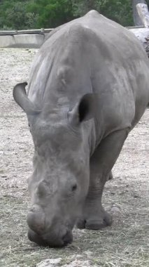 Bir gergedan yiyor, yakın plan.