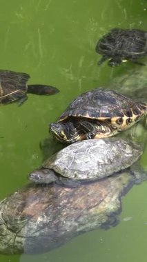 Gölette birkaç su kaplumbağası.