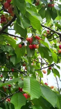 Kiraz ağacının dallarında kirazlar