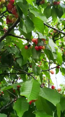 Kiraz ağacının dallarında kirazlar