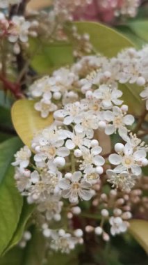 Photinia glabra çalısı, küçük beyaz çiçekler.