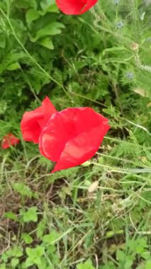 Bir çayırda birkaç gelincik, yakın plan..