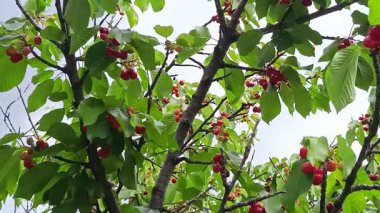 Kiraz ağacının dallarında kirazlar