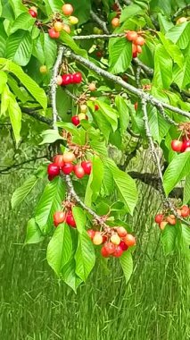 Kiraz ağacının dallarında kirazlar