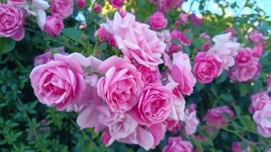 Kümelenmiş gül çalılarının yakın çekimi