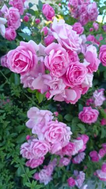 Kümelenmiş gül çalılarının yakın çekimi