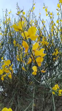 Sarı çiçekli çalı, İspanyol süpürgesi, Spartium ormanı.