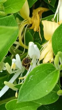 Eşek arısı, yakın plan, çiçek tozlaştırma.