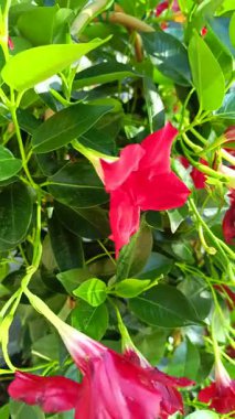 Çiçek, yakın plan, dipladenia, veya Sander 'in mandevillası.