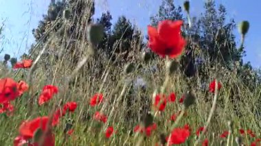 Bir çayırda birkaç gelincik, yakın plan..