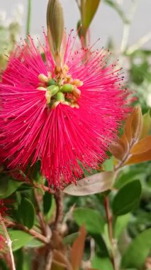 Bir Callistemon çiçeği, kapat.