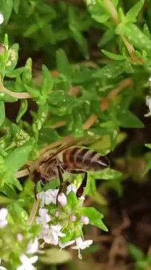 Eşek arısı kekik arıyor.