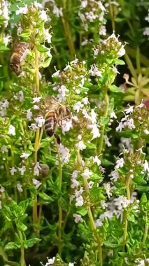 Eşek arısı kekik arıyor.
