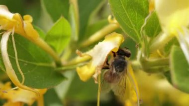 Eşek arısı, yakın plan, çiçek tozlaştırma.