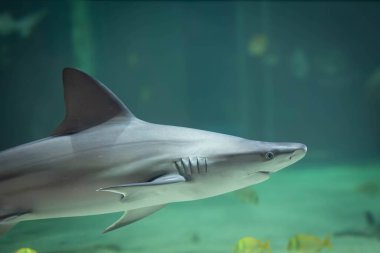 Mercan resifi köpekbalığı, yakın plan, bir akvaryumda.