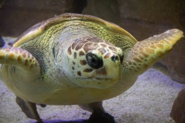 Akvaryum tankındaki yeşil bir kaplumbağanın yakın çekimi.