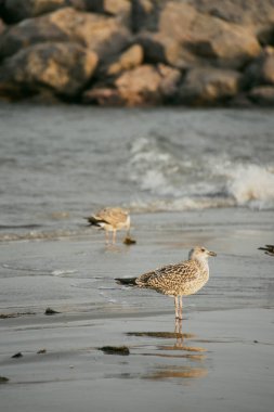 Deniz kıyısındaki martı, yakın plan.
