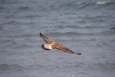 Martı uçuyor, Akdeniz 'in üstünde.