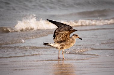 Martı uçuyor, Akdeniz 'in üstünde.