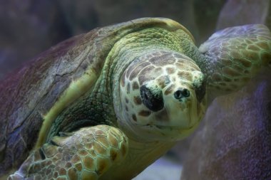 Akvaryum tankındaki yeşil bir kaplumbağanın yakın çekimi.