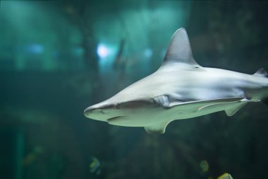 Köpekbalığı, yakın plan, bir akvaryumda.