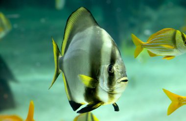 Sarı yüzgeçli yarasa balığı, yakın plan.