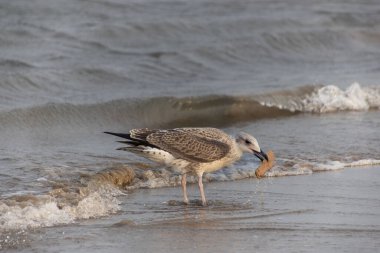 Deniz kıyısındaki martı, yakın plan.