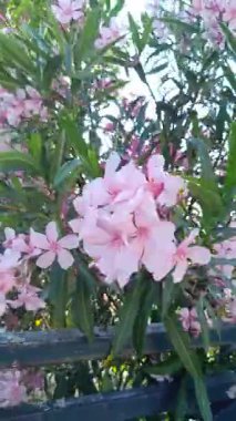 Çiçek açan pembe çiçeklerdeki zakkum