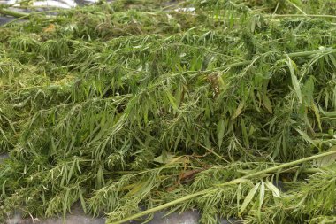 Bir kenevir tarlası, endüstriyel kenevir üretimi için büyüyen bitkiler.