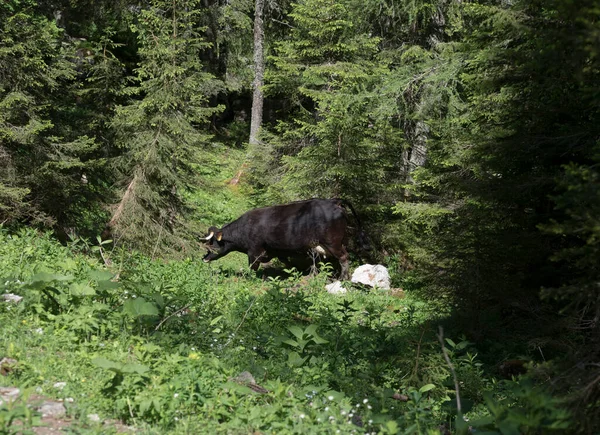 Коровы Зеленом Пастбище Сельское Хозяйство Животноводство — стоковое фото