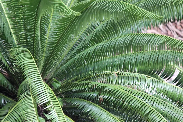 Ein Farn Polypodiopsida Oder Polypodiophyta Mit Grünen Blättern Eine Gefäßpflanze — Stockfoto