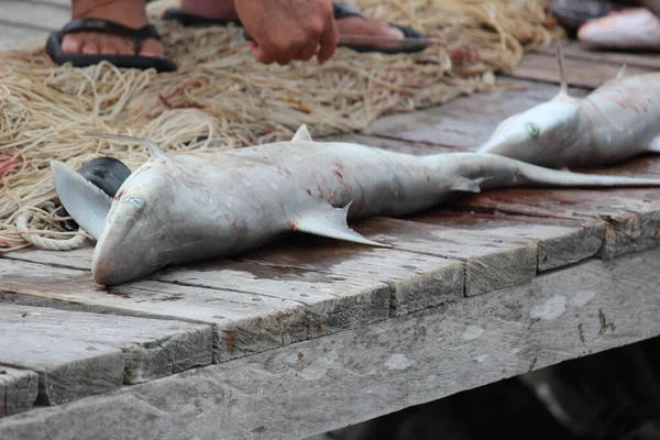 Der Hai Als Tier Das Unter Wasser Meer Lebt — Stockfoto