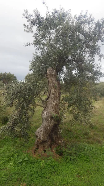 Olive Tree Green Leaves Black Olive Fruits — Stock fotografie