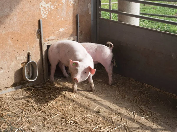 Молодые Свиньи Поросята Ферме Животные Сельском Хозяйстве — стоковое фото