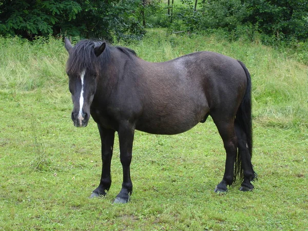Koń Stojący Padoku Łąką Płotem — Zdjęcie stockowe